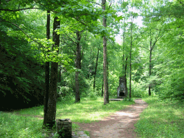 008_sc276_forest_above_falls_n_greenville.png